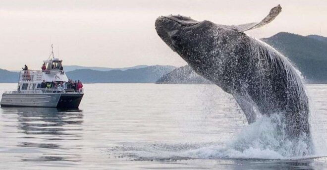 Anacortes: Whale Watching Boat Tour With Guide - Accessibility Information