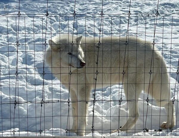 Anchorage: Alaska Wildlife Center and Turnagain Arm Tour - Common Questions