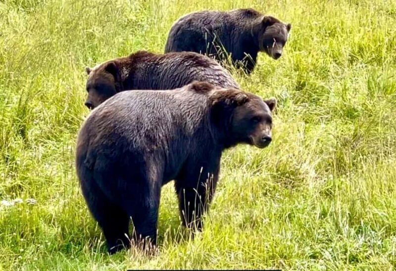 Anchorage: Bears, Beers, and Glacier Tour - Good To Know  