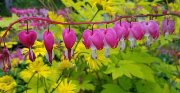 Anchorage: Botanical Garden Walking Tour - Experience Highlights