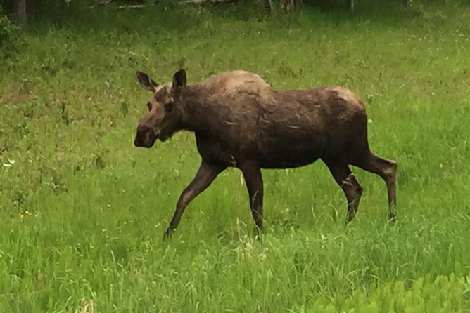 Anchorage City Tour W/ Taste of Wild Smoked Salmon & Reindeer Sausage - Traveler Tips