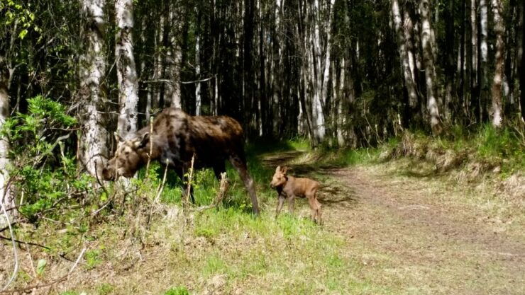 Anchorage: Coastal Trail 3-Hour City Bike Tour - Free Cancellation and Flexible Payment Options