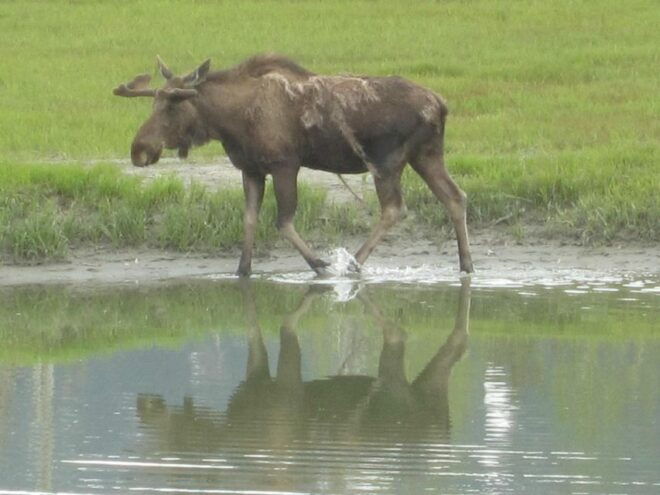 Anchorage: Glacier and Wildlife Explorer Cruise - Full Description