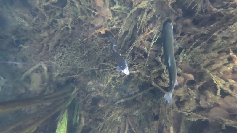 Anchorage: Ice Fishing Trip With Transportation - The Sum Up