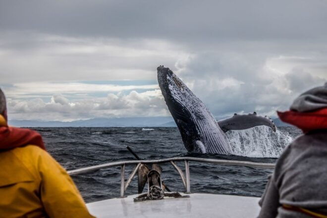 Anchorage: Kenai Fjords & Denali National Park 5 Day Tour - Day 2: Activities in Seward