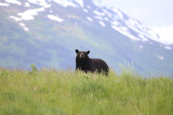 Anchorage: Kenai Fjords & Denali National Park 5 Day Tour - The Sum Up