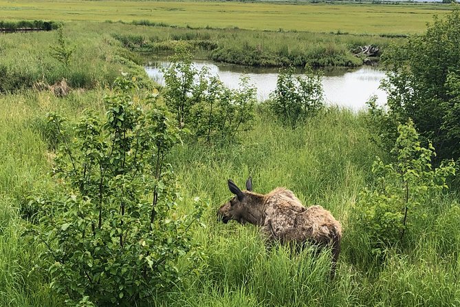 Anchorage Nature Tour to Chugach State Park - Tour Details and Logistics