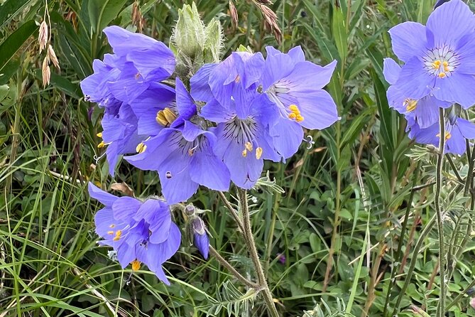 Anchorage Nature Tour to Chugach State Park - Refund and Cancellation Policy
