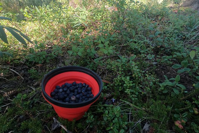 Anchorage or Talkeetna: Backcountry Foraging and Cooking Tour - Additional Information and Requirements