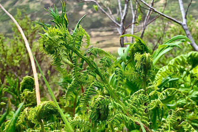 Anchorage or Talkeetna: Backcountry Foraging and Cooking Tour - Cancellation Policy and Considerations