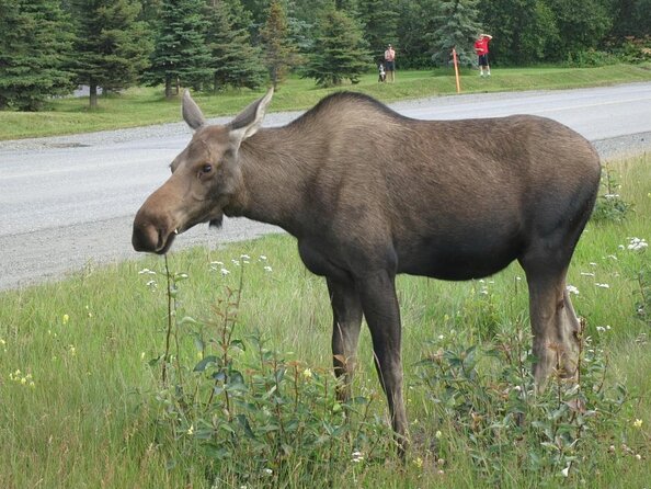 Anchorage Trolleys Deluxe City Tour - Cancellation Policy and Traveler Photos