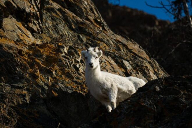 Anchorage: Turnagain Arm Highlights Photography Day Trip - Scenic Locations for Photography
