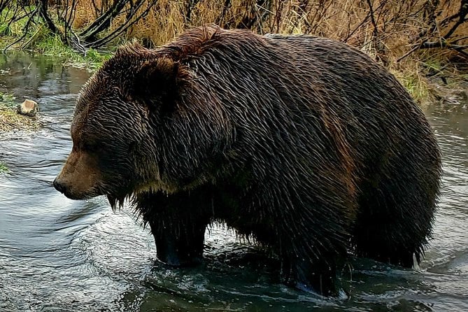 Anchorage Wilderness Wildlife Glacier Experience - Best Value - Pricing and Booking Details