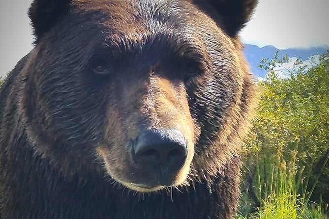 Anchorage Wilderness Wildlife Glacier Experience - Best Value - Tour Overview