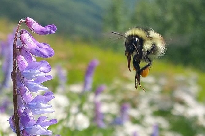 Anchorage Wilderness Wildlife Glacier Experience - Best Value - Customer Reviews and Recommendations