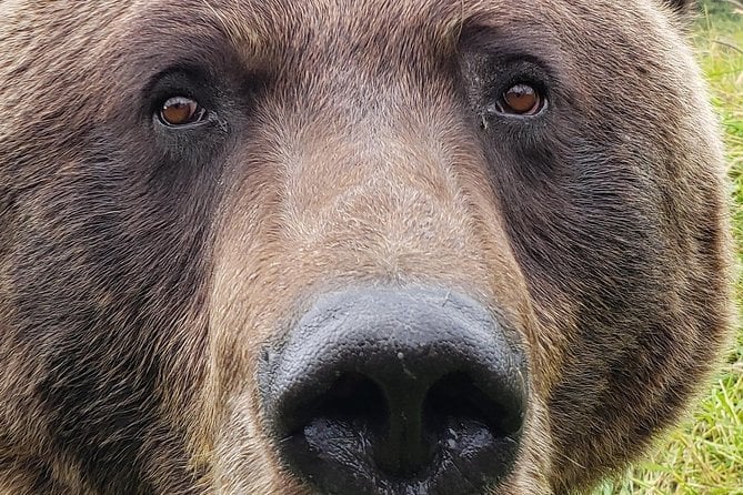 Anchorage Wilderness Wildlife Glacier Experience - Best Value - The Sum Up