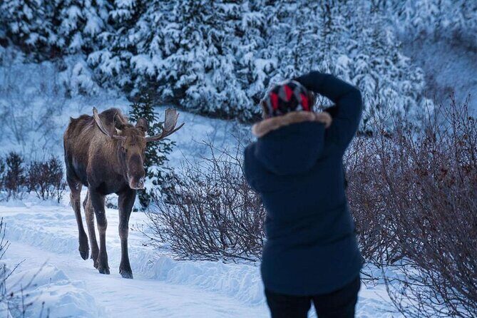 Anchorage Winter Wonderland Photo Tour - Good To Know
