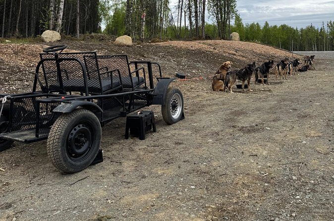 Anchorage's Authentic Dog Sledding Experience - Visualizing the Experience