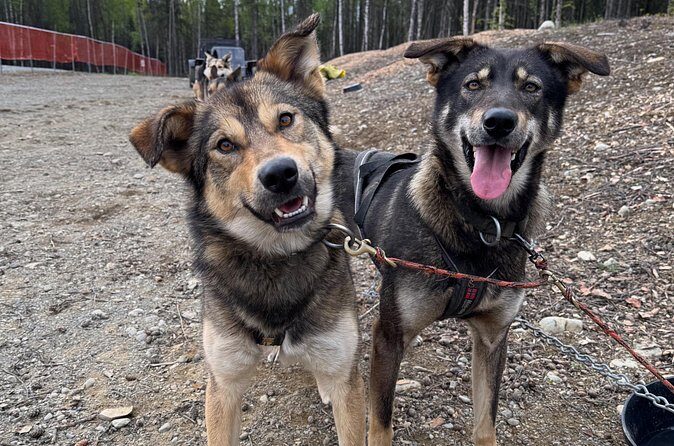 Anchorage's Authentic Dog Sledding Experience - FAQ: Your Questions Answered
