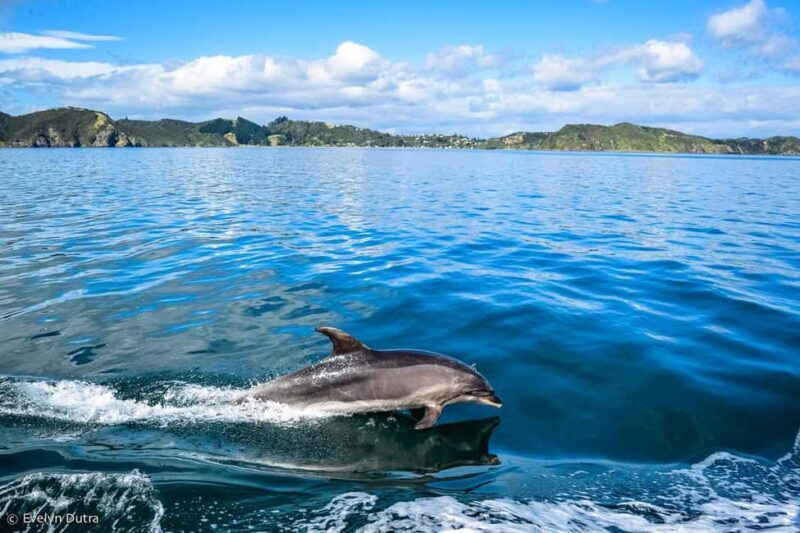 Ancient City or Dolphin observaton cruise in Side w/Lunch - Good To Know