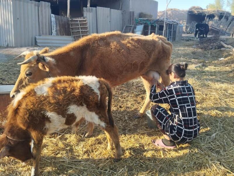 Ancient Fortresses of Khorezm Day Trip with Lunch in village - FAQ