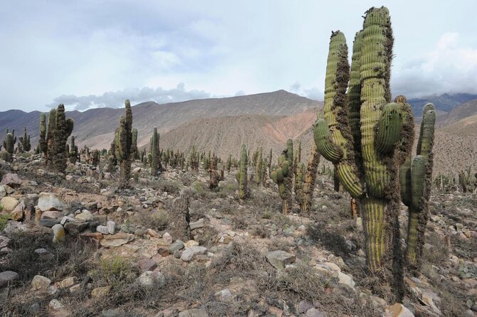 Ancient Path From Quebrada to Yungas Jungle - Historical Significance of Quebrada