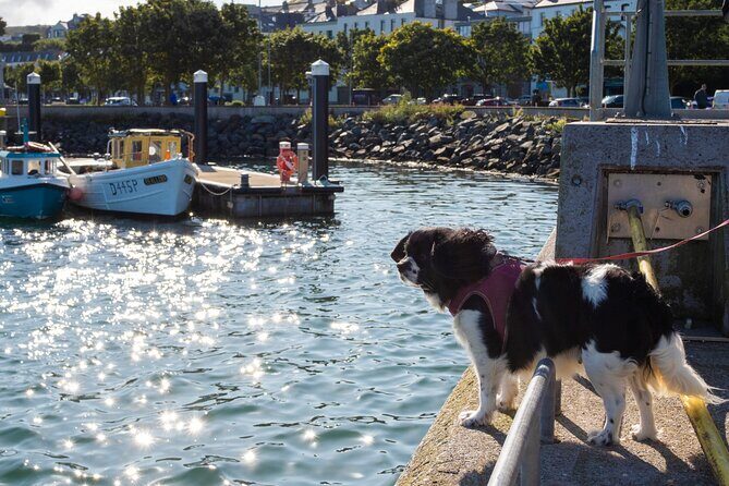 Ancient Paths of Howth Village with a Local and his Dog - Howth Castle and Estate