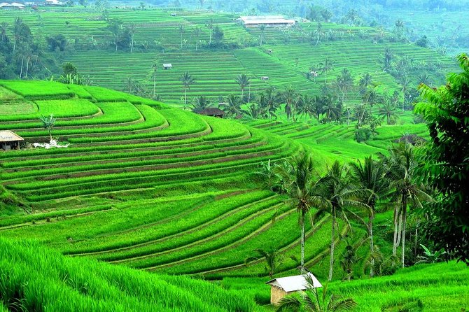 Ancient Temples and Jatiluwih Rice Terrace Private Tour - Select Date and Travelers