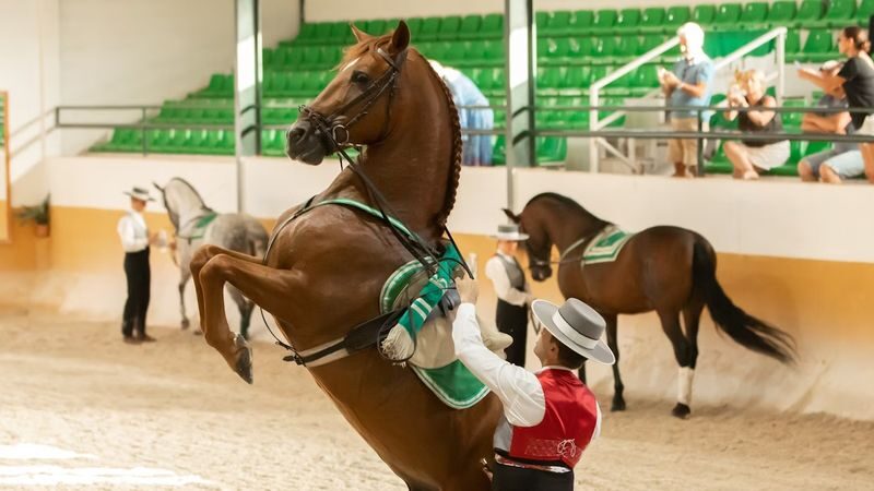 Andalusian horse and Flamenco show in Torremolinos - Inside the 90-minute equestrian ballet