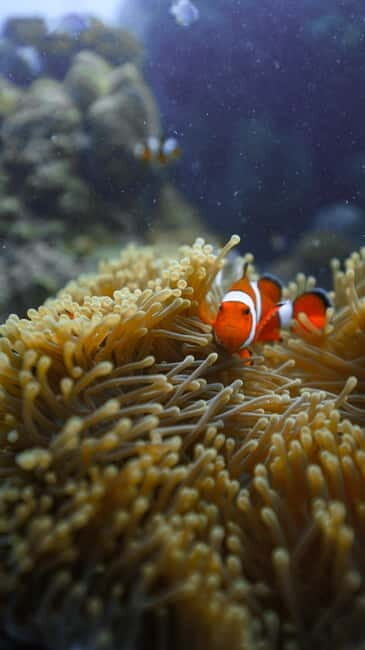 Andaman: Havelock Scuba Diving by PADI 5-Star Dive Center - Introduction to the Havelock Scuba Diving Experience