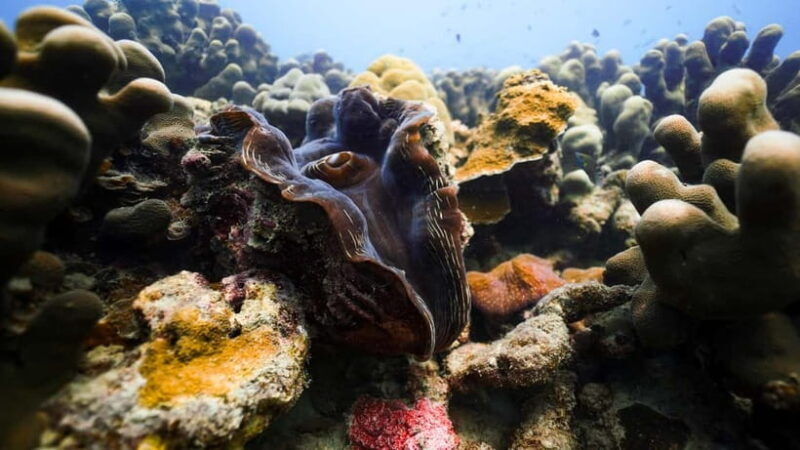 Andaman: Havelock Scuba Diving by PADI 5-Star Dive Center - Good To Know