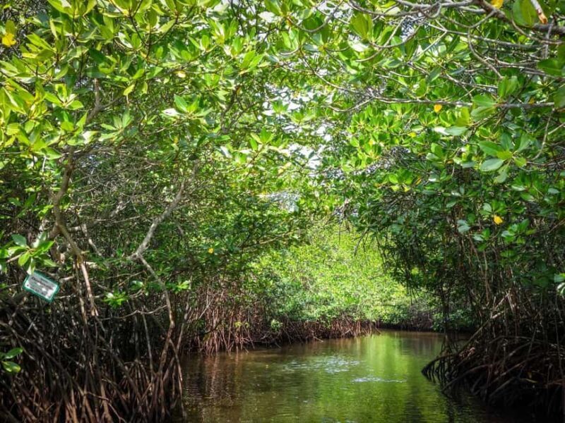 Andaman Island: Day Tour to Baratang Island - Exploring the Andaman Island: Day Tour to Baratang Island — An Honest Look