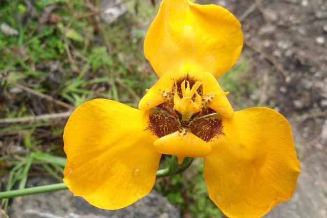 Andean Adventure: Discover Cusco and Machu Picchu in 5 Days - Day 4: Discovering Cuscos Cultural Heritage