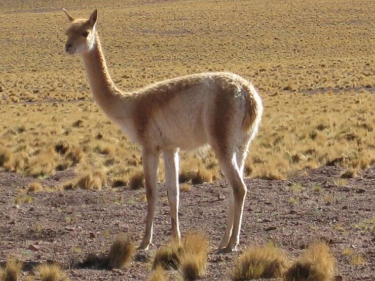 Andean Saltflats Full-Day With Breakfast and Lunch - Activity Details