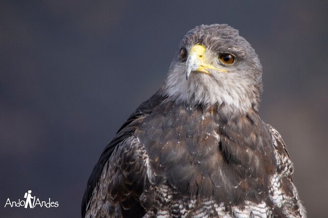 Andes Day Volcano 8k Private Tour - Tour Overview