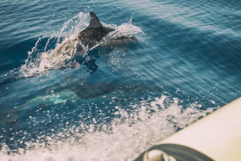 Andros: 4-hour RIB Cruise with Food and Drinks - Authentic and Relaxed Atmosphere