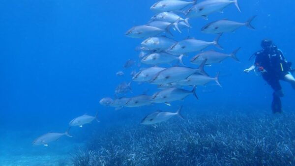 Andros: Get Your Padi Open Water Certificate! - The Sum Up
