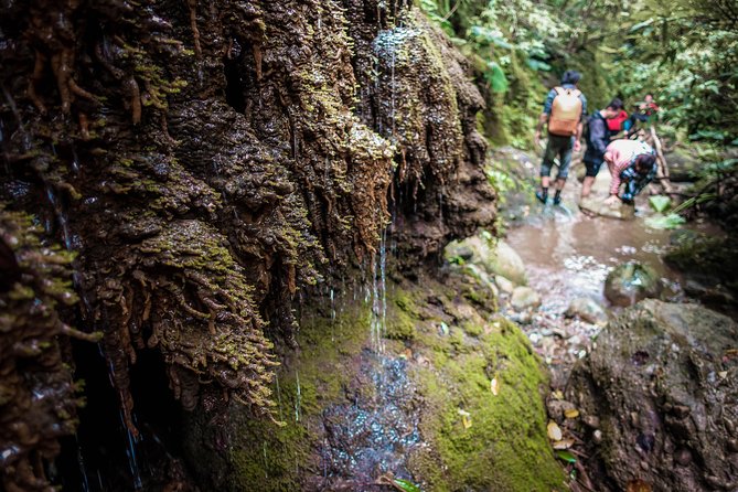 Angelic Stream Trekking (Departure With 4 People) - Participation and Group Size