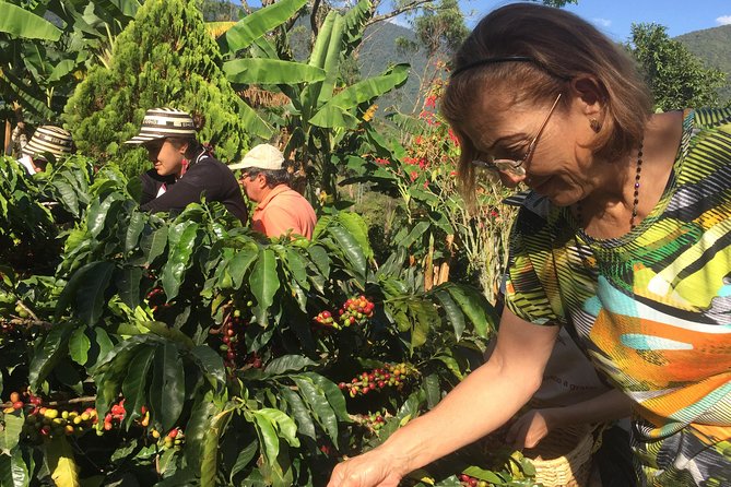 Angelópolis Coffee Tour - Tour Overview