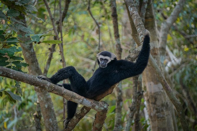Angkor Wat Park Zip Line Adventure in Siem Reap - Common Questions