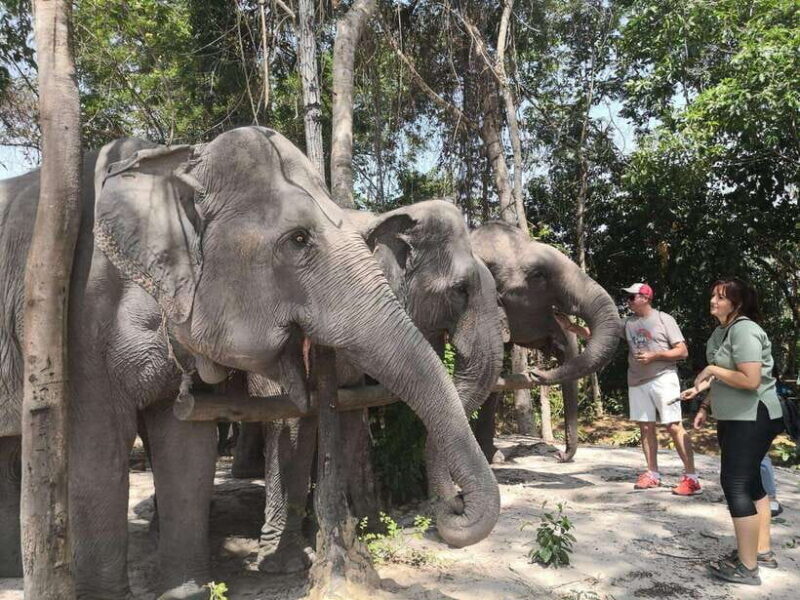 Angkor Wat Temples & Kulen Elephant Forest Day Tour - Who Will Love This Tour?