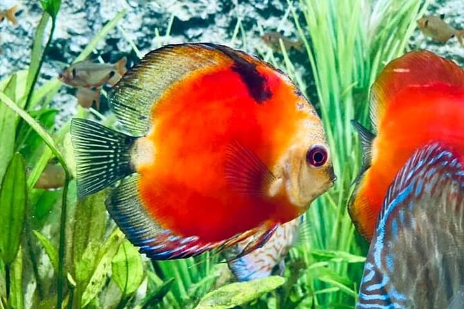 Angkor Wildlife & Aquarium Halfday Tour - Good To Know
