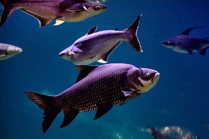 Angkor Wildlife & Aquarium Halfday Tour - Pricing Details