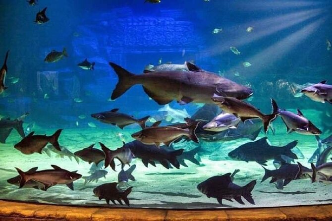 Angkor Wildlife & Aquarium Halfday Tour - Operator Information