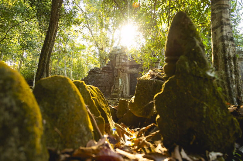 Angkot Wat Full-Day Sunrise or Sunset Tour & Guide from Siem Reap - Ta Prohm’s dramatic ruins