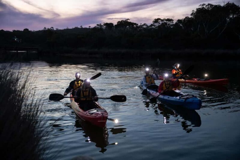 Anglesea: Night Kayaking Tour Under the Stars - Wildlife Encounters: The Natural Nightlife