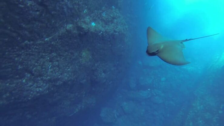 Angra Do Heroísmo: Snorkeling Tour by Boat - Good To Know