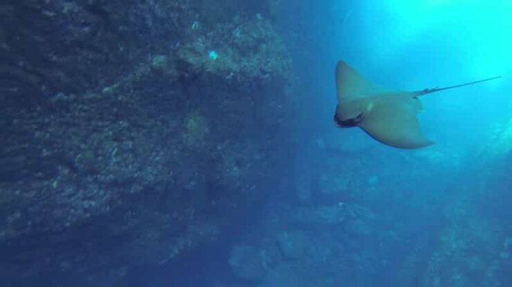 Angra Do Heroísmo: Snorkeling Tour by Boat - Experience Highlights