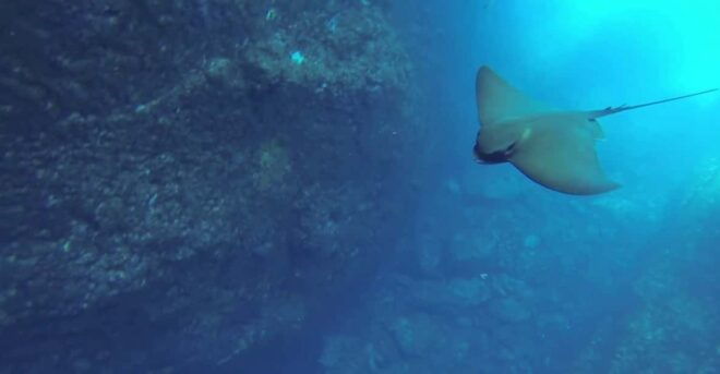 Angra Do Heroísmo: Snorkeling Tour by Boat - Included in the Tour
