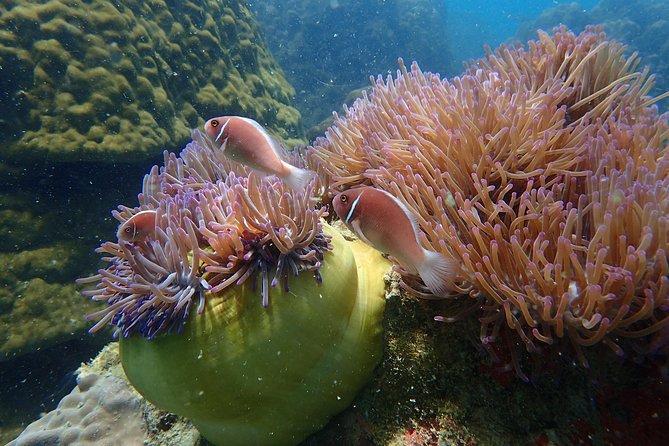 Angthong Marine Park Semi-Private Sunset Tour - Exclusive Marine Park Attractions